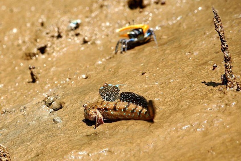 A beach with a crab and a yellow insect on the sand. 4