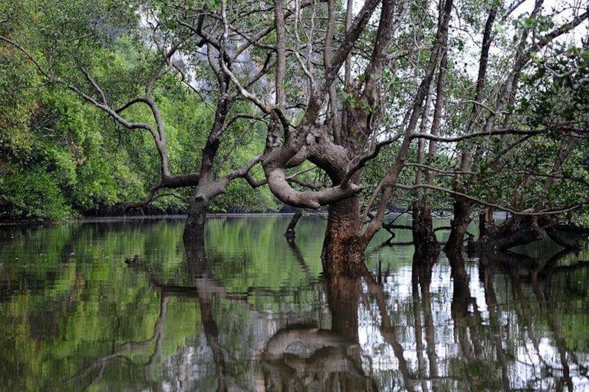 A tree reflection in calm water surrounded by dense greenery. 5