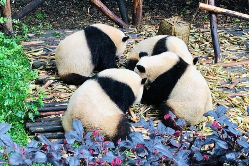 Pandas