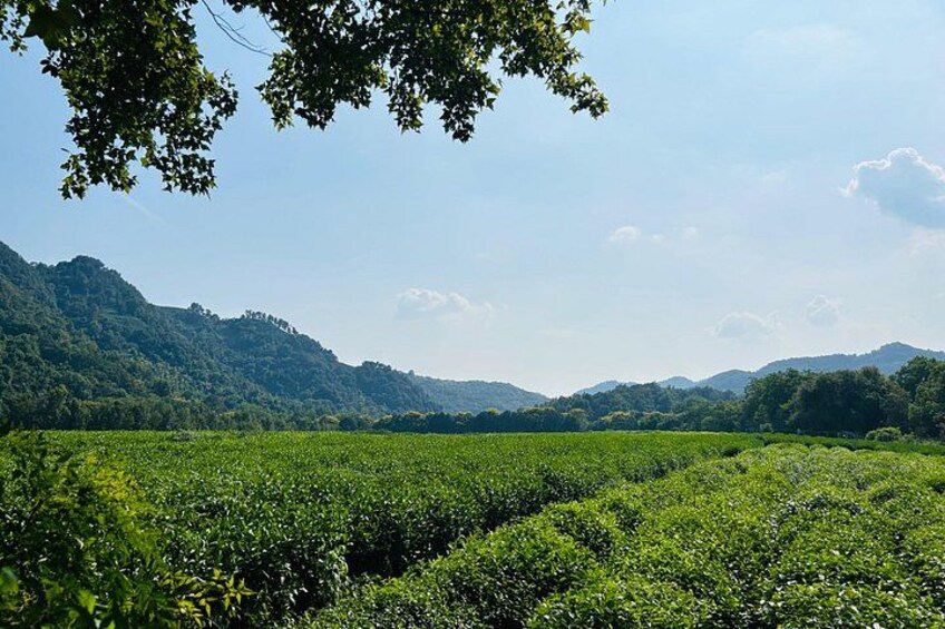 Private Day Trip to Hangzhou from Shanghai by Bullet Train 2