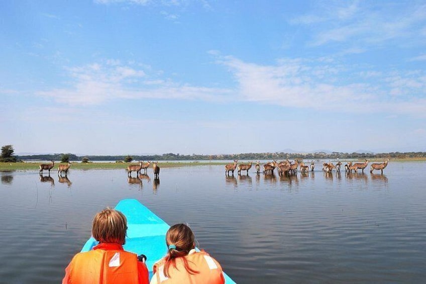 A group of people in a boat observing zebras standing in a body of water. 3