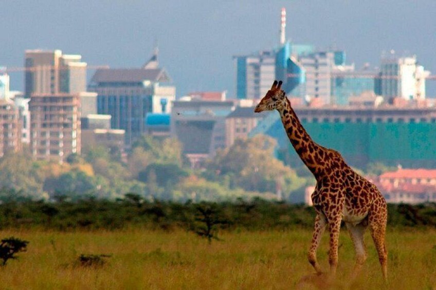 A giraffe walking in a grassy field with a cityscape in the background. 1