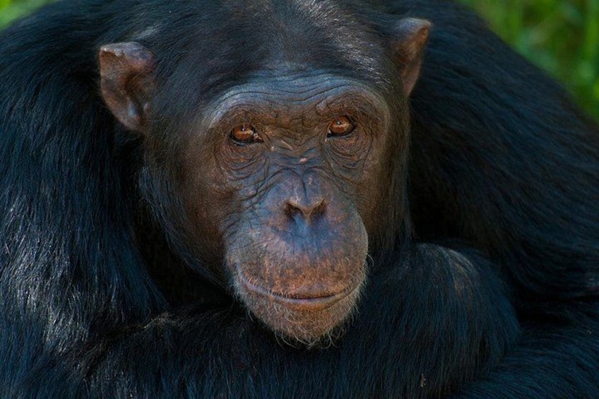 A chimpanzee with dark fur and visible facial features. 4