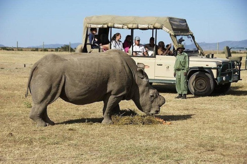 A rhinoceros in a dry grass field with a safari vehicle and people in the background. 1