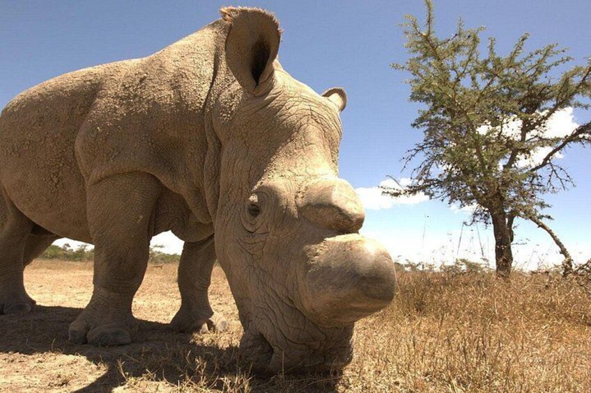 A rhinoceros in a dry grassland with sparse trees. 5