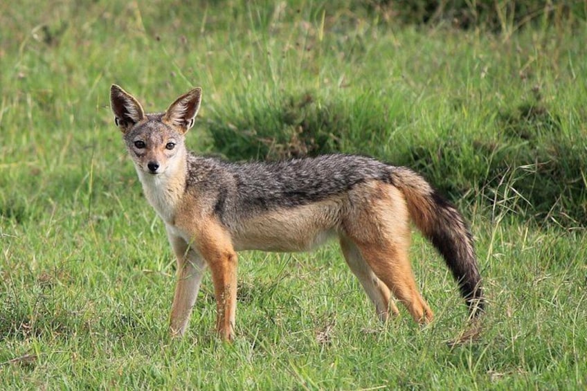 A fox standing in a grassy field. 3