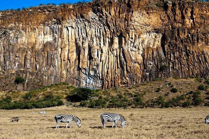 Zebras grazing in a field with a rocky cliff in the background. 4