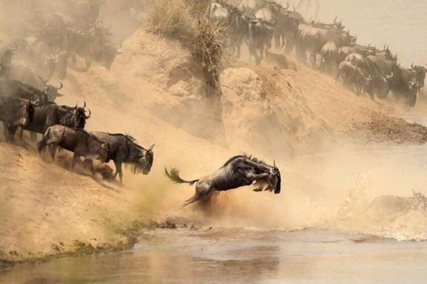 A herd of wildebeests crossing a river, with dust being kicked up by their movement. 4