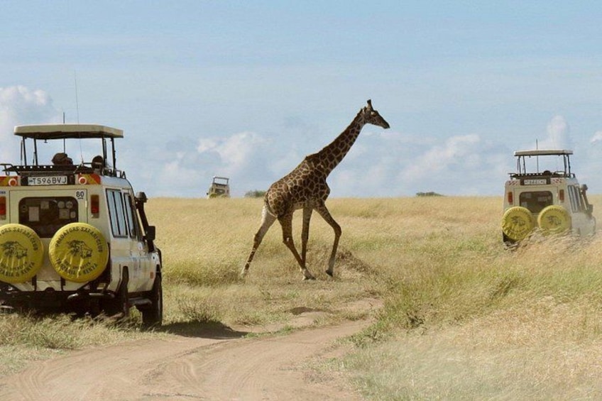 A giraffe walking on a dirt path with safari vehicles in the background. 1
