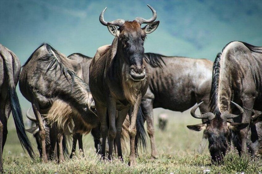 Wildebeests grazing in a grassy field. 3