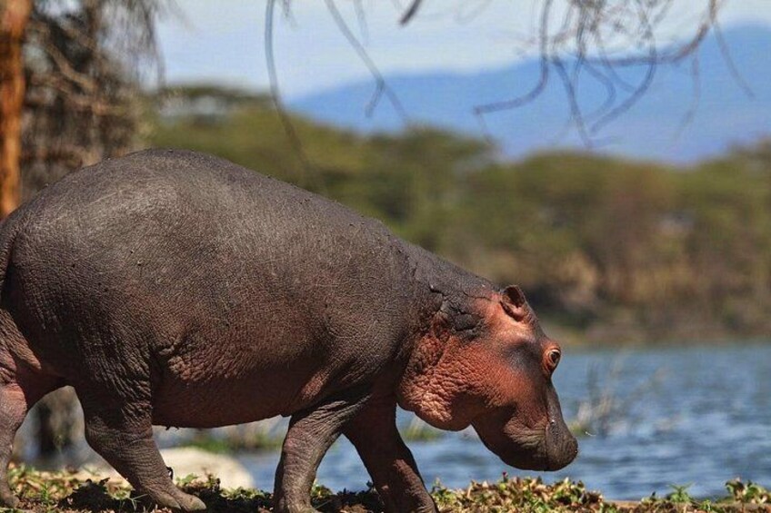 hippo on the shores of lake naivasha 3