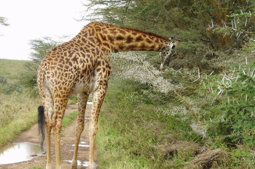 Una jirafa de pie junto a un sendero embarrado, con follaje y árboles al fondo. 2