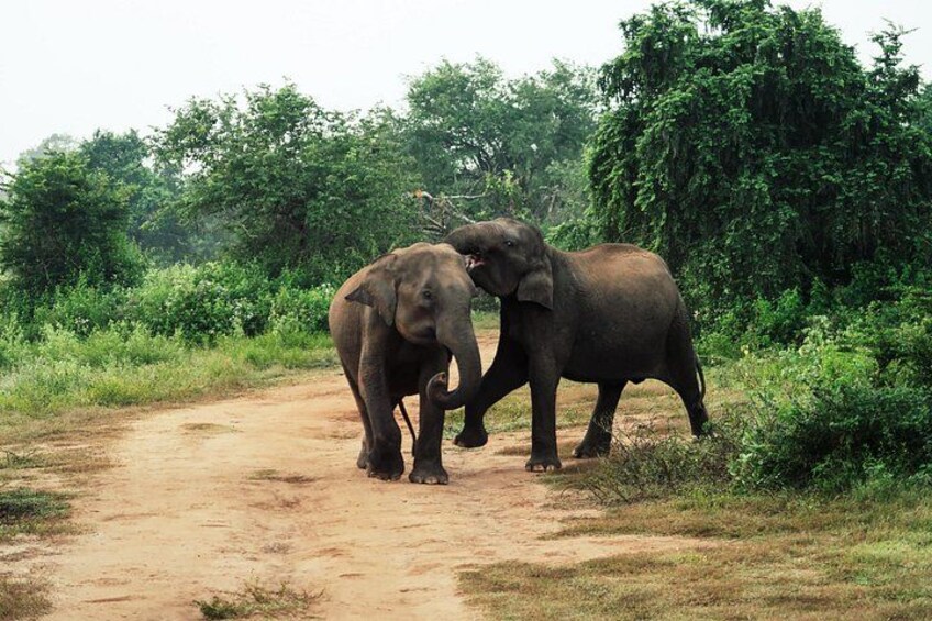 Two elephants walking on a dirt path surrounded by greenery. 1