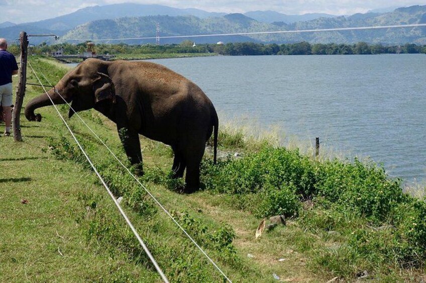 An elephant near a body of water with a bridge in the background. 4