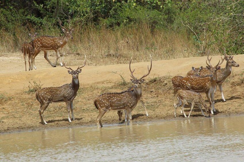 A group of deer by a water body in a dry, sandy area with sparse vegetation. 2