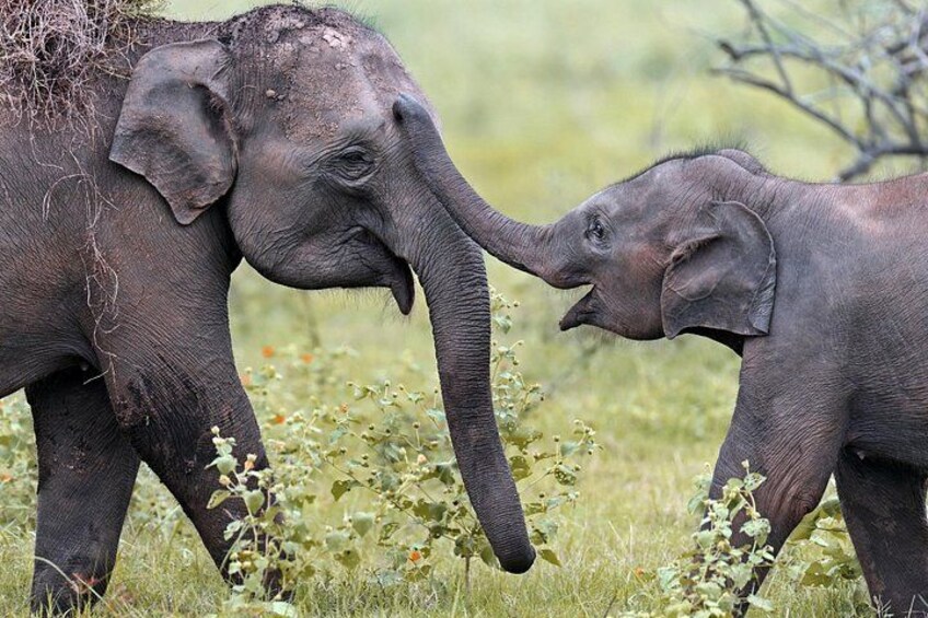 Two elephants in a grassy field with sparse vegetation. 5