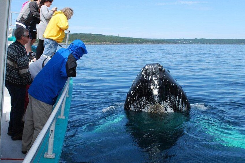 Whale Watching From Colombo 5