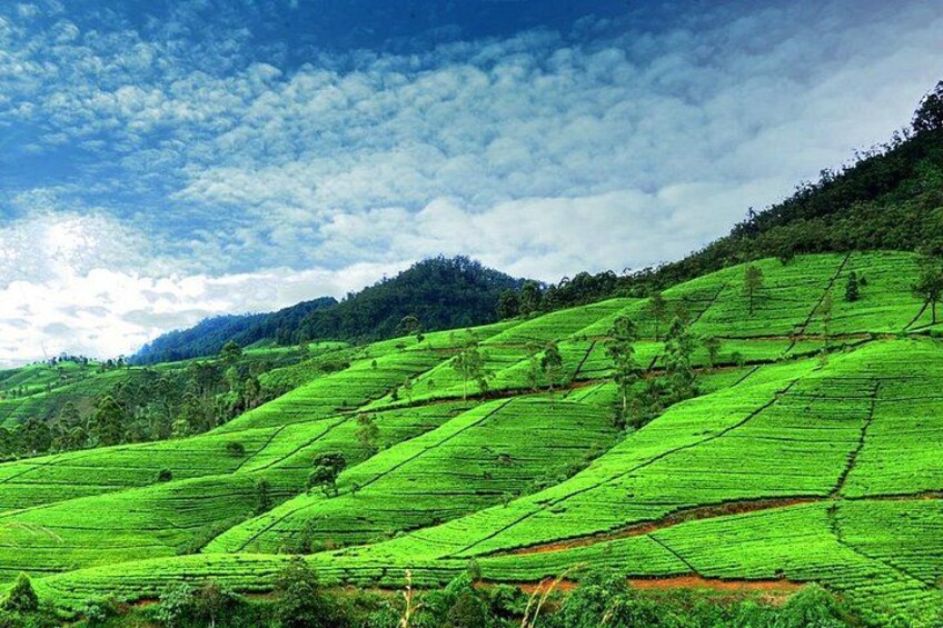 Terraced tea fields on a hillside under a partly cloudy sky. 1