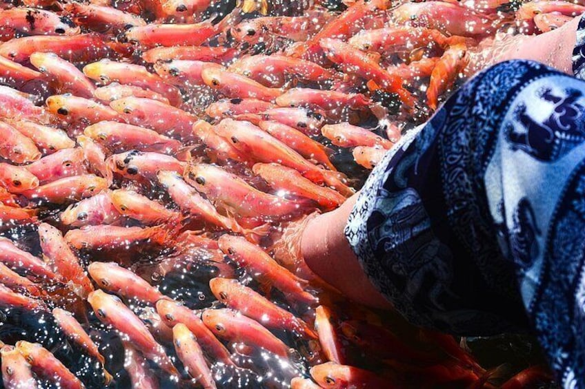 En person rækker ned i et stort vandareal fyldt med mange fisk. 3
