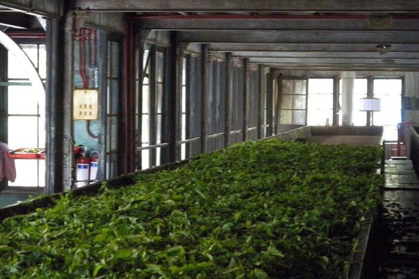 Tea factory 4