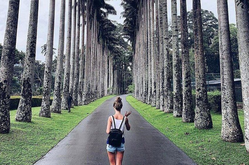 A woman walking down a pathway lined with tall trees. 2