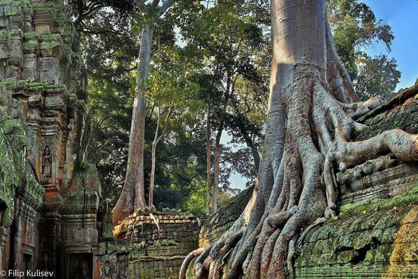 Ancient stone architecture with large tree roots intertwined with the structure. 5