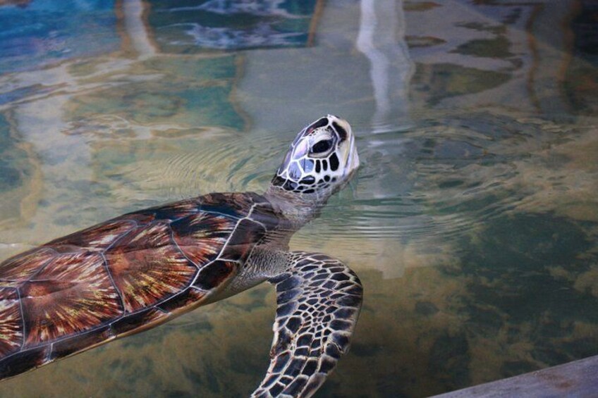 A sea turtle swimming in clear water. 2