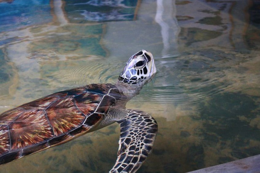 A sea turtle swimming in clear water. 2