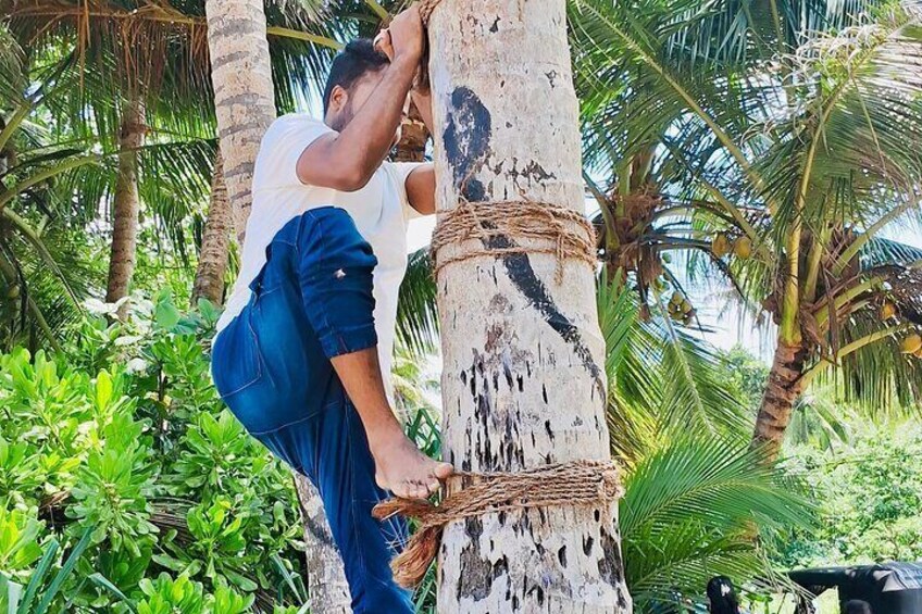 A person climbing a tree with rope tied around its trunk. 5