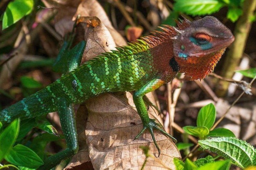 A green lizard with a red head on a leaf. 1