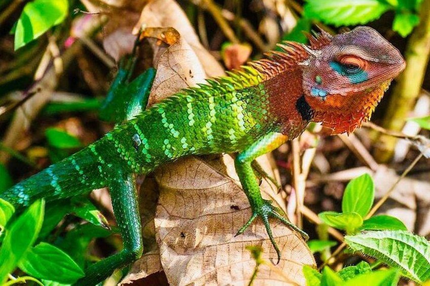 A green and red lizard on a leaf. 5