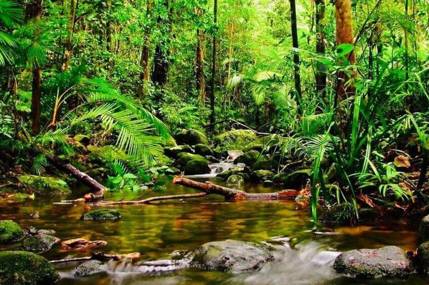 A forest stream with rocks and ferns. 3