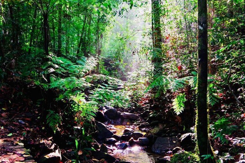 A forest stream with rocks, ferns, and sunlight filtering through the trees. 2