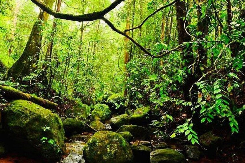 A forest with a stream, rocks, and dense foliage. 4