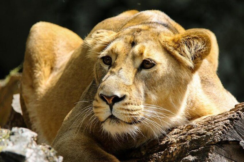 A lion resting on a tree branch. 4