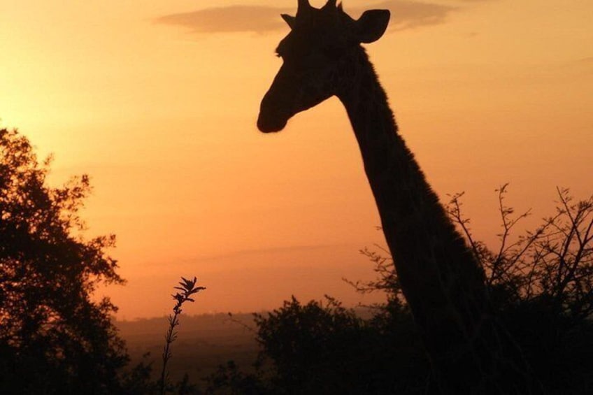 A giraffe silhouette against a sunset sky. 3