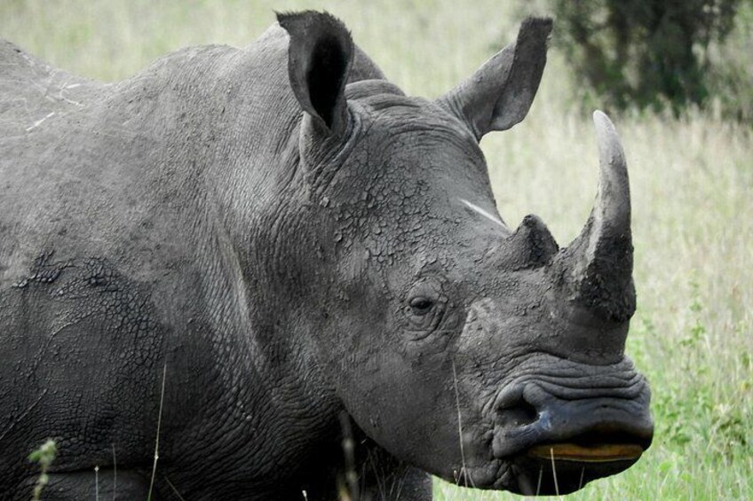 A rhinoceros in a grassy field. 2