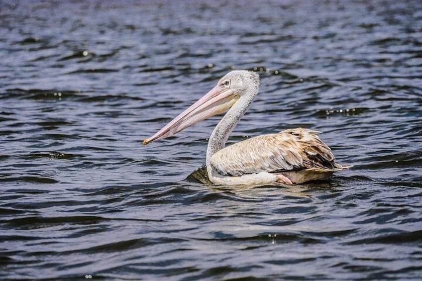 Ein Pelikan treibt auf dem Wasser. 2
