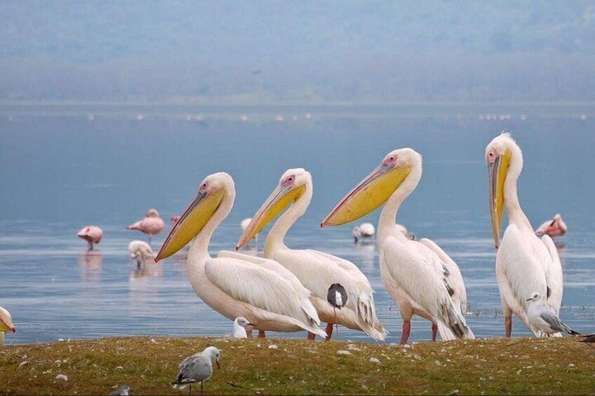 Pelikaner an einem stillen See mit verschwommenem Hintergrund. 4