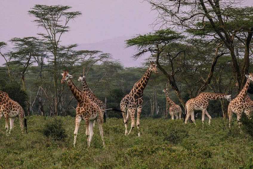A group of giraffes in a grassy savannah with trees in the background. 4