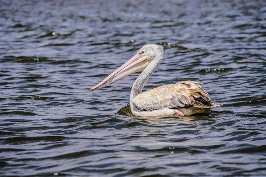 A pelican floating on water. 2