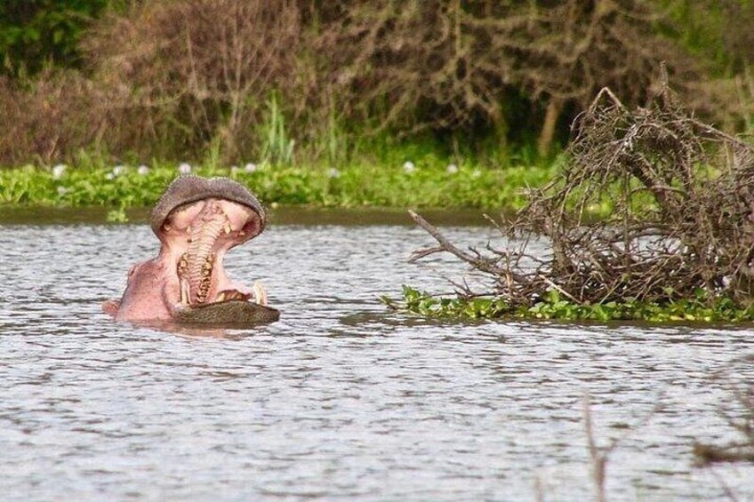 Ein Nilpferd befindet sich teilweise im Wasser, ein Baumast im Maul. 5
