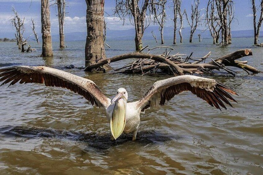 Ein Pelikan steht im Wasser mit ausgebreiteten Flügeln. 3