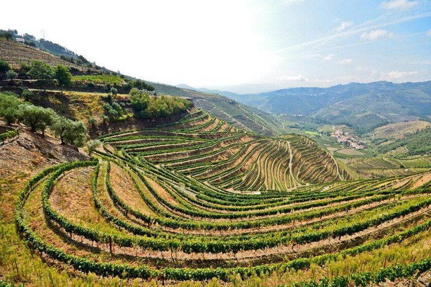 Private Douro Valley Wine Tour: 2 Wine Estates, Lunch and Cruise 2
