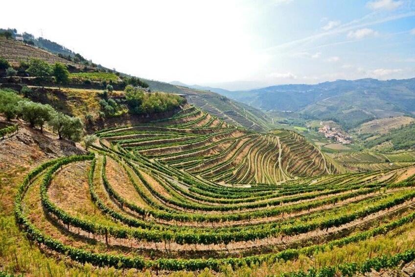 Private Douro Valley Wine Tour: 2 Wine Estates, Lunch and Cruise 4