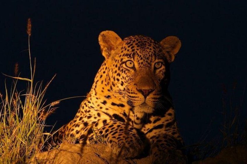 A leopard resting in the grass at night. 4