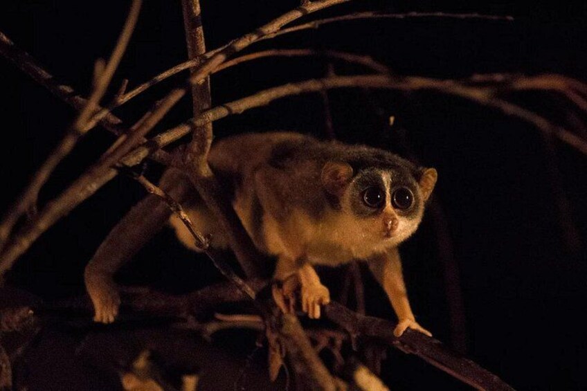 A nocturnal animal with large eyes perched on a branch. 5