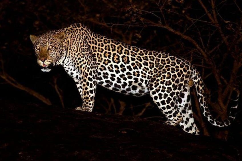 A leopard in a dark forest. 1