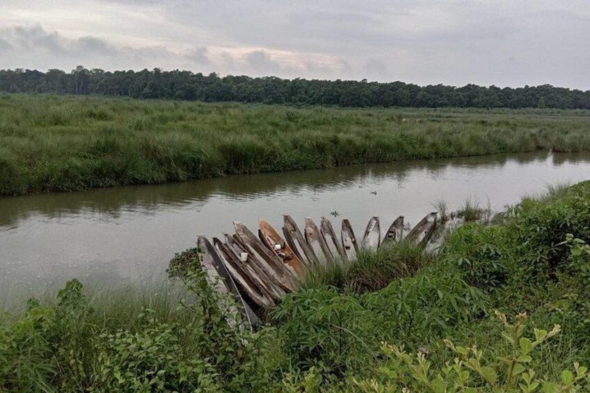 Une rive de rivière bordée de troncs d’arbres et d’une végétation luxuriante. 2