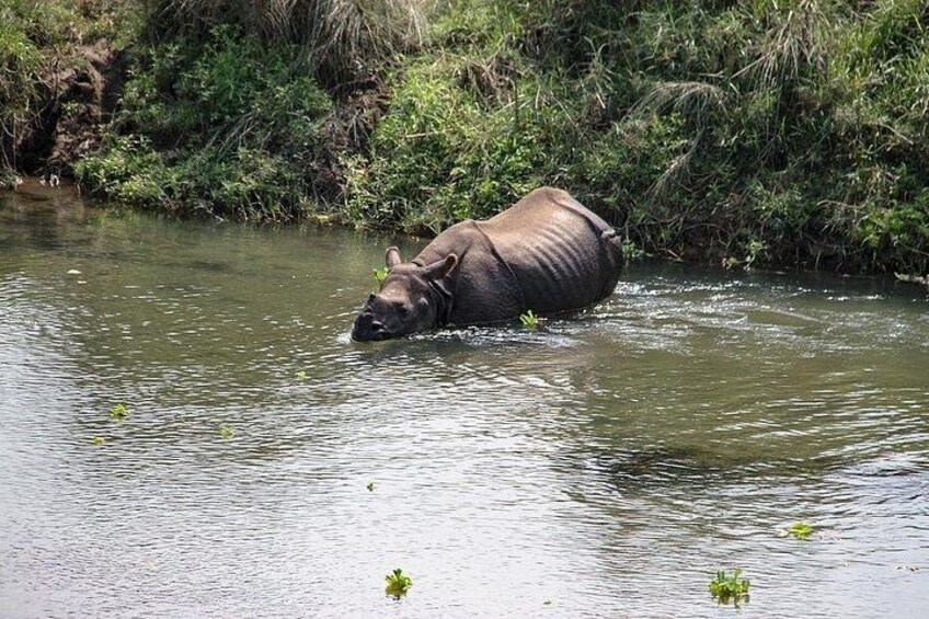 Un hippopotame, partiellement immergé dans une rivière, est entouré de végétation luxuriante. 3